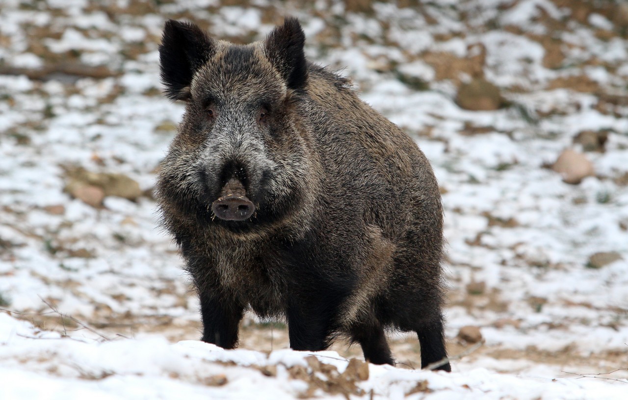 Cinghiale