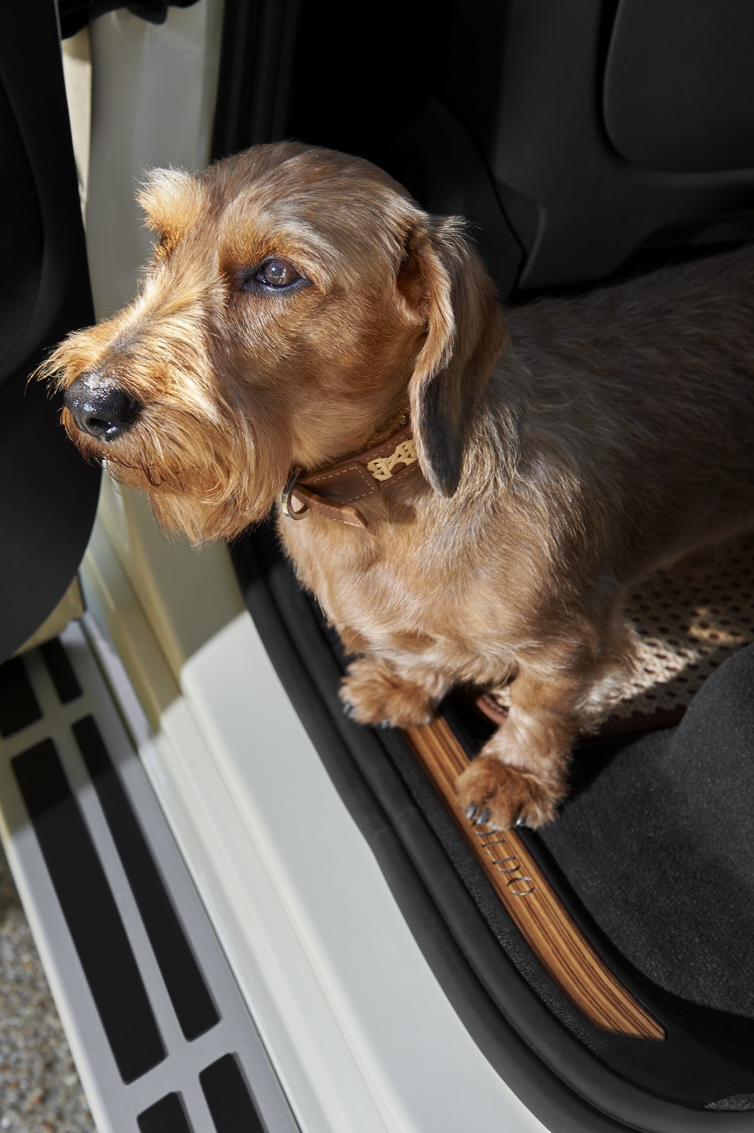 BMW X7 Poldo Dog Couture: immagini ufficiali