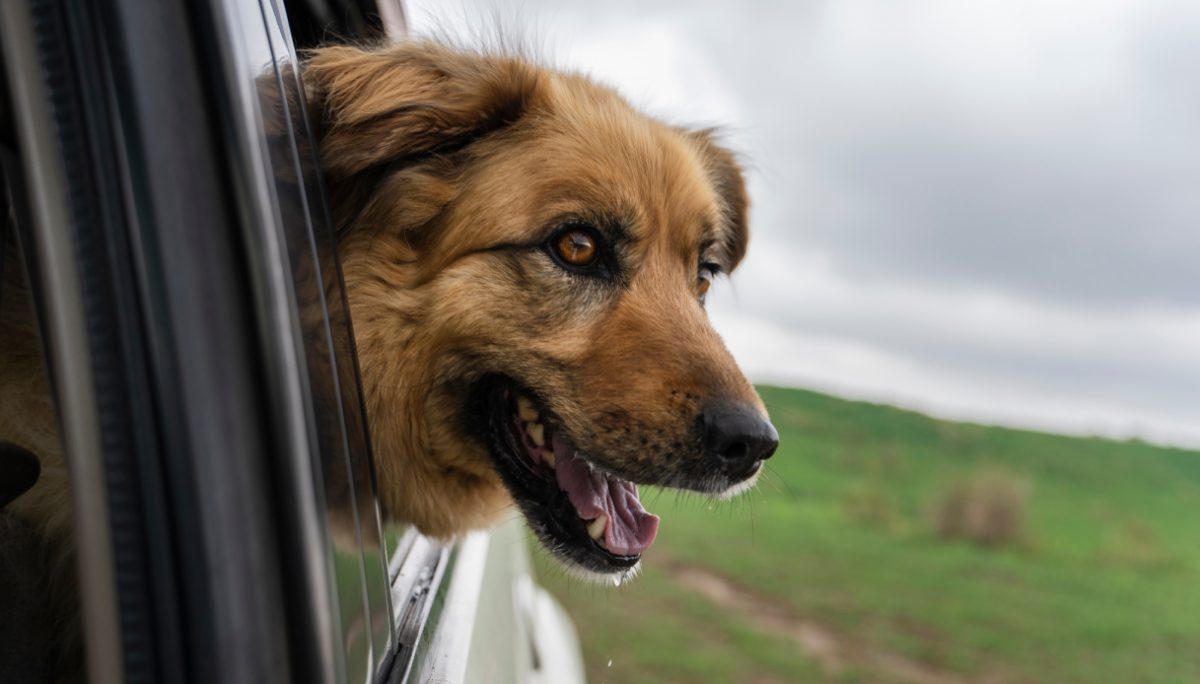 Cane trascinato da un'auto: indignazione e denuncia sul cavalcavia A22